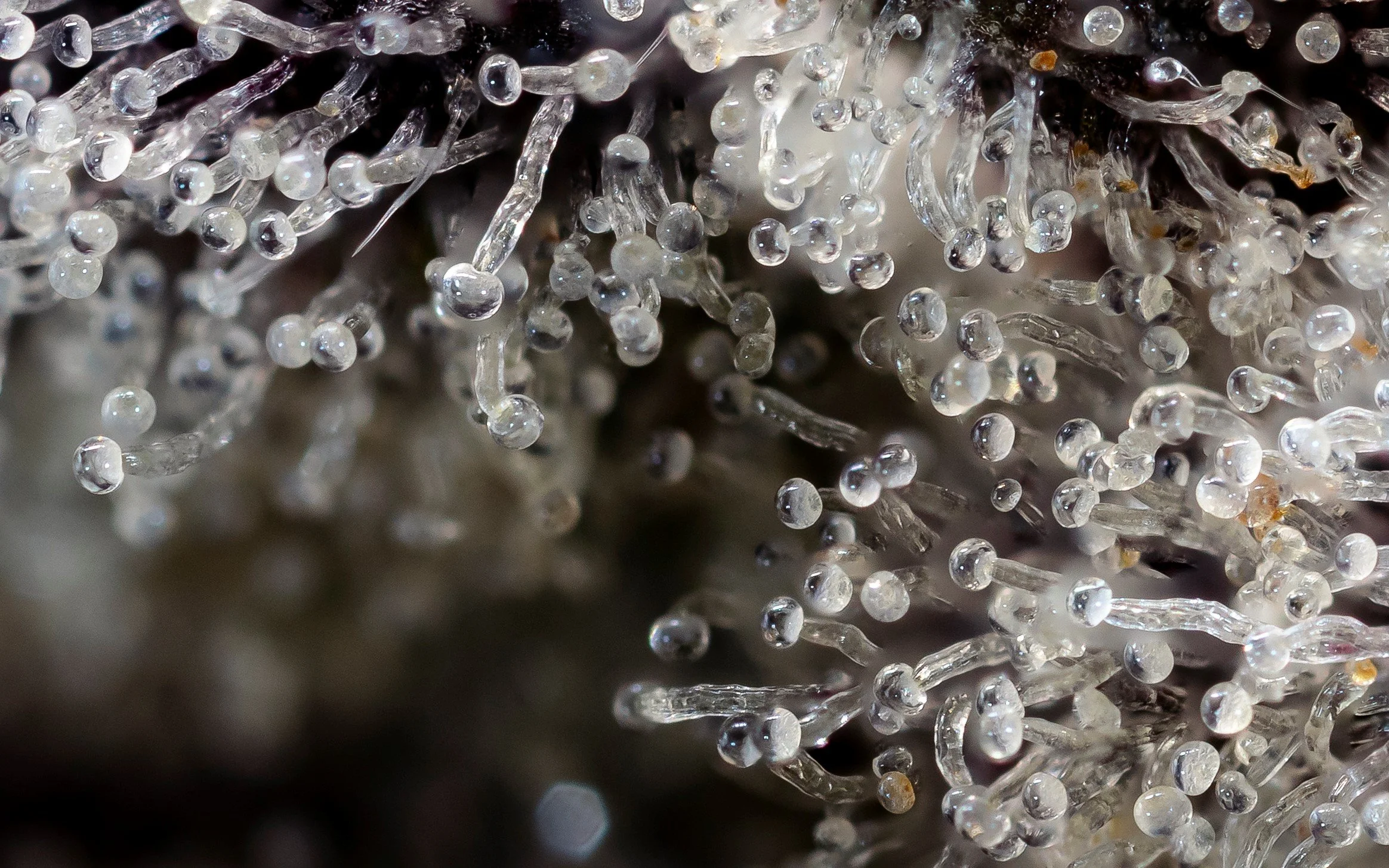 Our Strains — Kootenay Cultivar